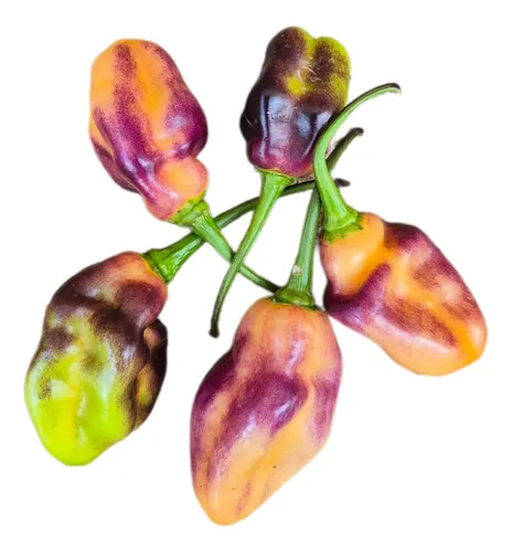 Pimenta de cheiro ardida